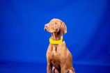 CES 2022 : Invoxia dévoile son collier pour chien, une idée au poil !