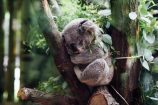 Australie : les Koalas désormais parmi les espèces menacées d’extinction