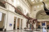 Un nouveau dinosaure gigantesque découvert dans les Pyrénées