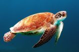 Une tortue de Transylvanie a survécu à l’astéroïde qui a tué les dinosaures