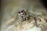 C’est officiel, la science connaît désormais 50.000 espèces d’araignées