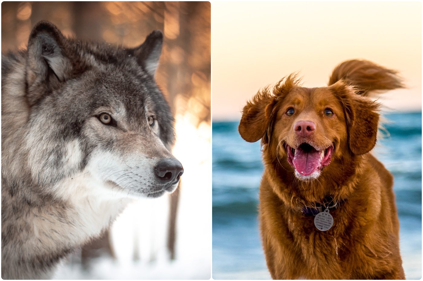 Si le chien est le meilleur ami de l'Homme, c'est qu'il n'a pas eu le choix