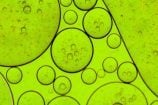 Des algues pour alimenter la batterie de nos ordinateurs