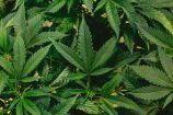 Le cannabis récréatif va bientôt être autorisé en Allemagne