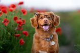 Les chiens sont encore plus intelligents qu’on ne le pensait