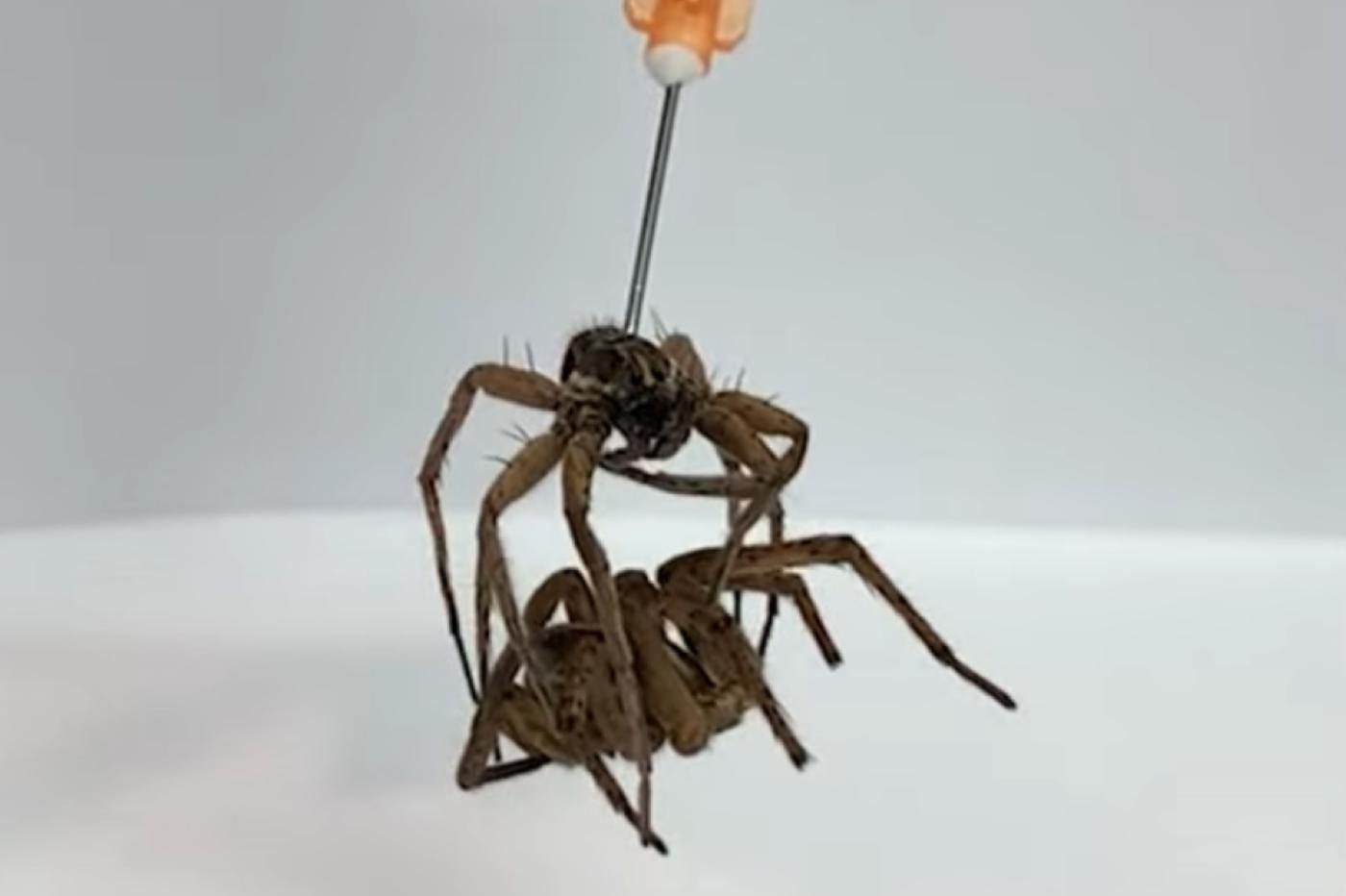 Des araignées mortes transformées en pinces robotiques