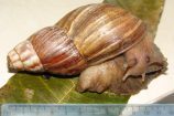 snail-158x105.jpg