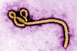 ebola-158x105.jpg