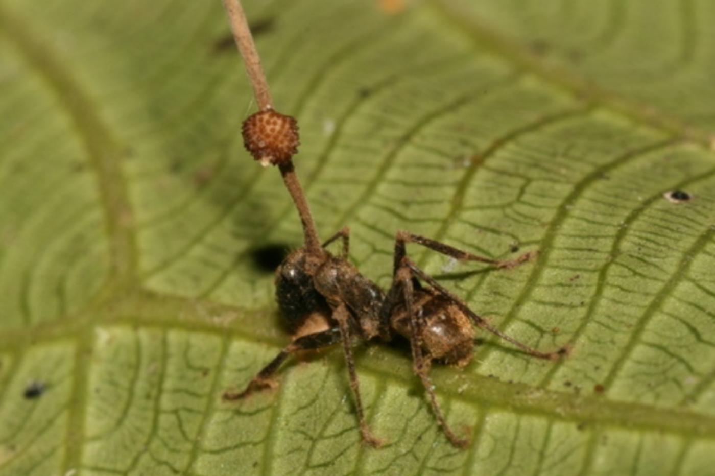 Une fourmi infectée par Cordyceps, le champignon qui a inspiré les créateurs de The Last of Us