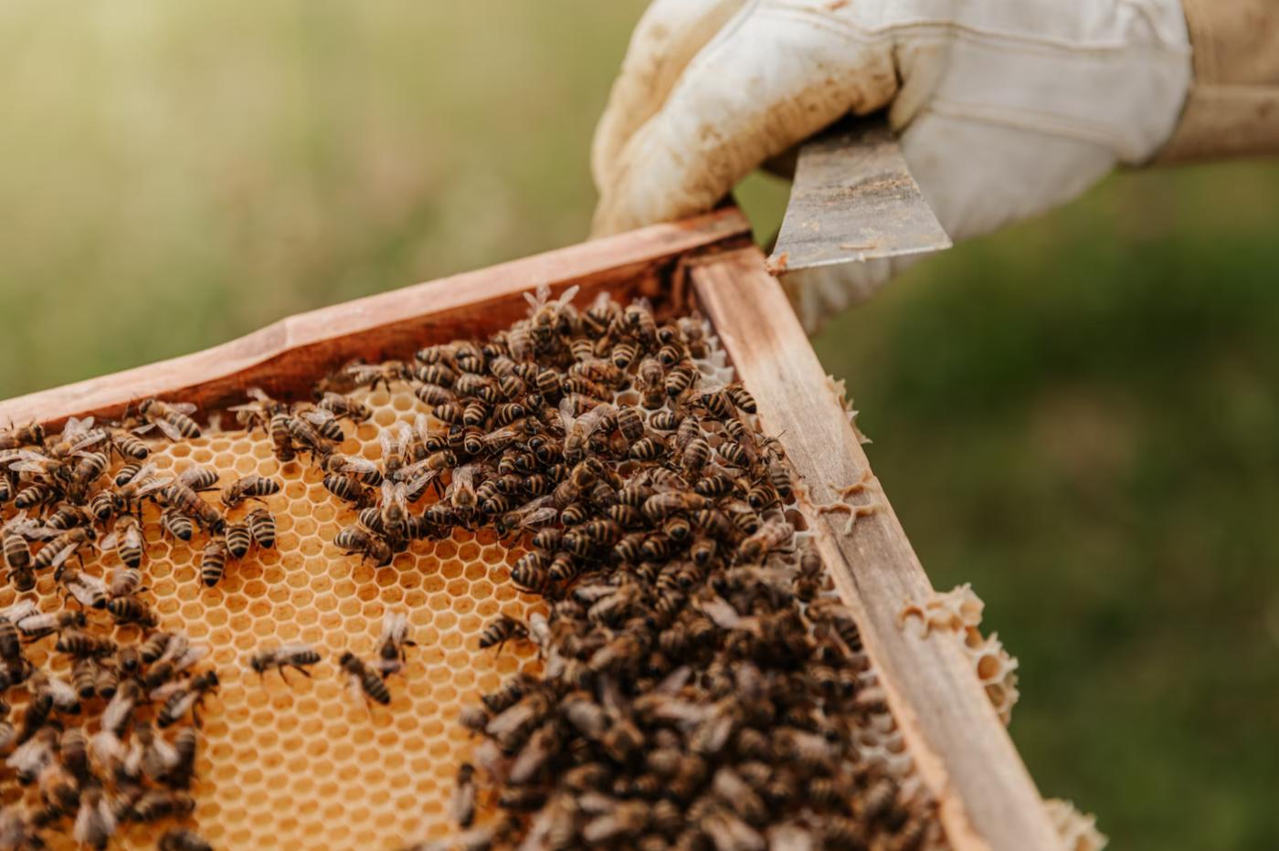 Bees transmit certain immune resistances to their offspring.