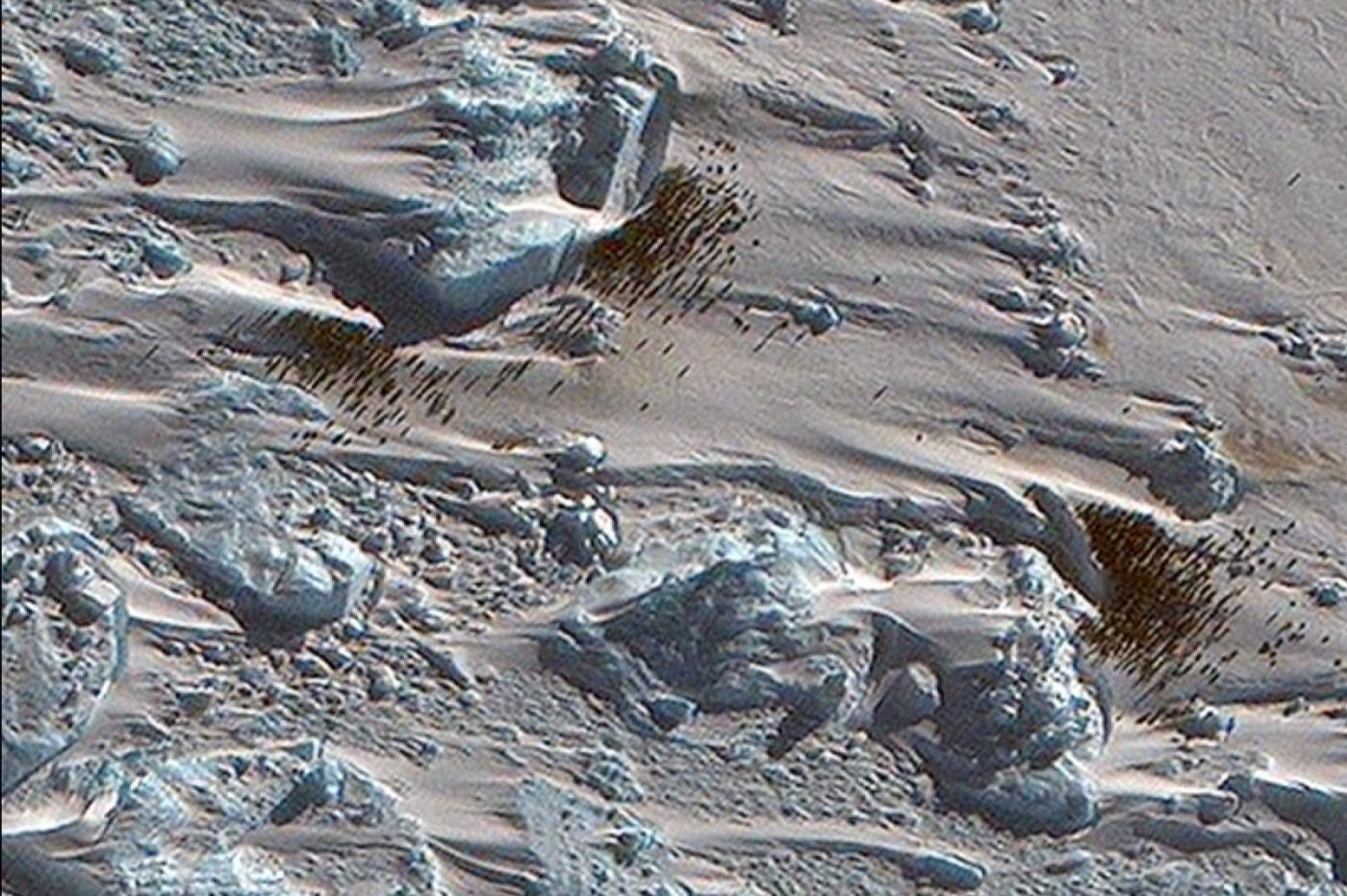 kolonia pingwinów widziana przez satelitę