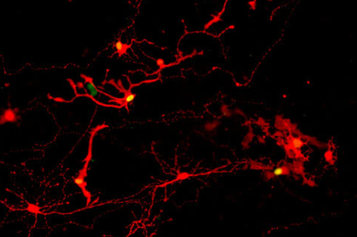 l'équipe a observé des points fluoresents qui montrent que les cellules nerveuses peuvent communiquer