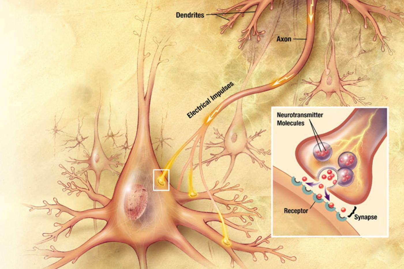 un schéma d'une synapse, la jonction d'un neurone