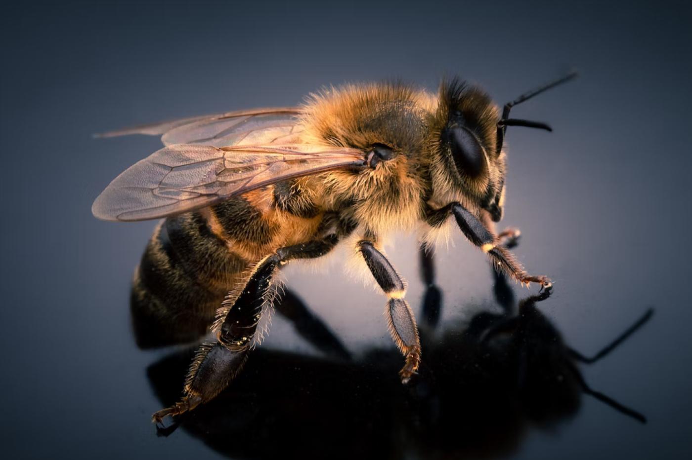 Un gros plan d'une abeille