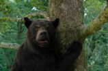 Crazy Bear : c’est quoi ce film sur un ours cocaïnomane ?