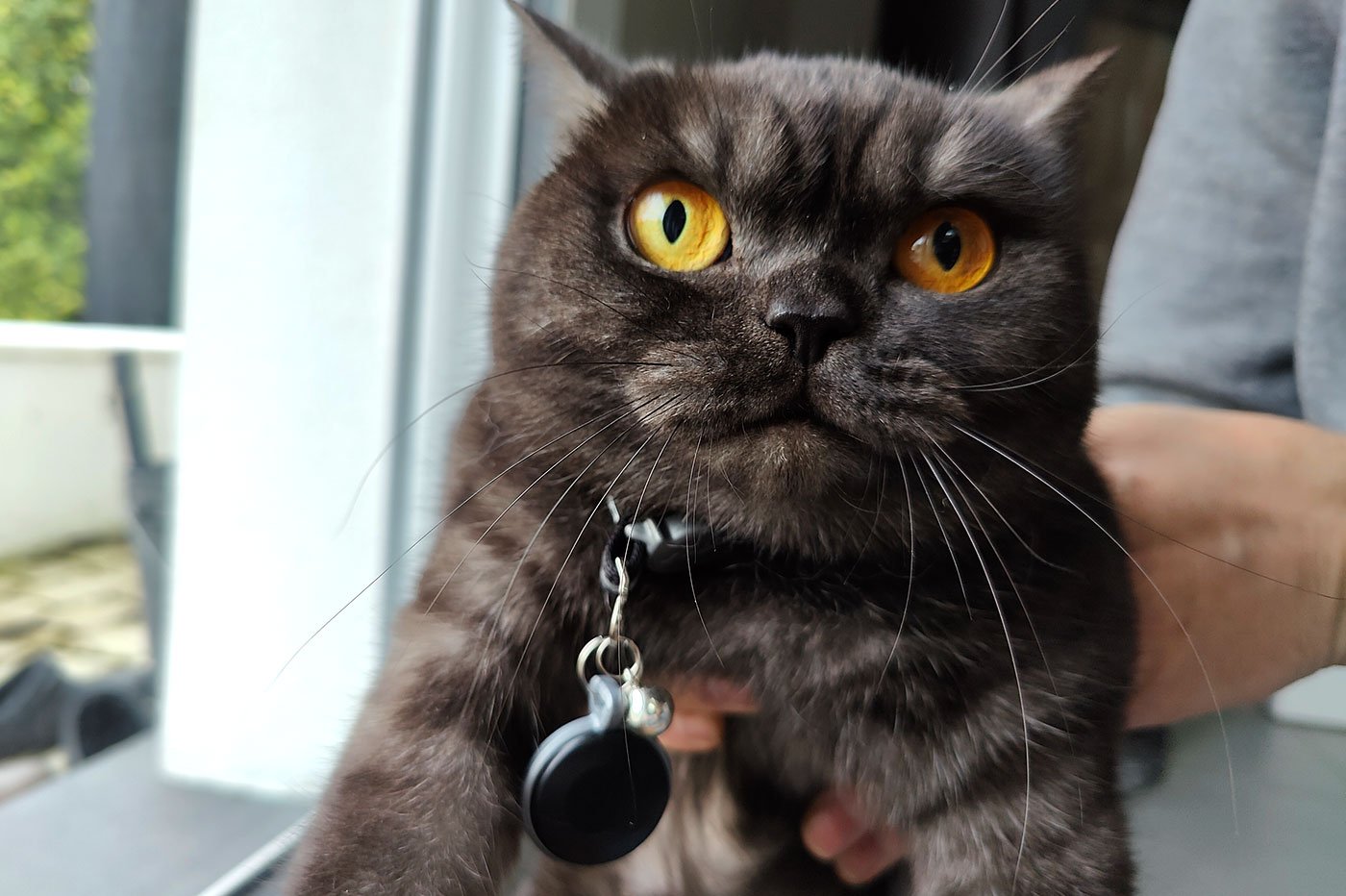La solution des colliers GPS pour chat sans abonnement chez Pet Tech !