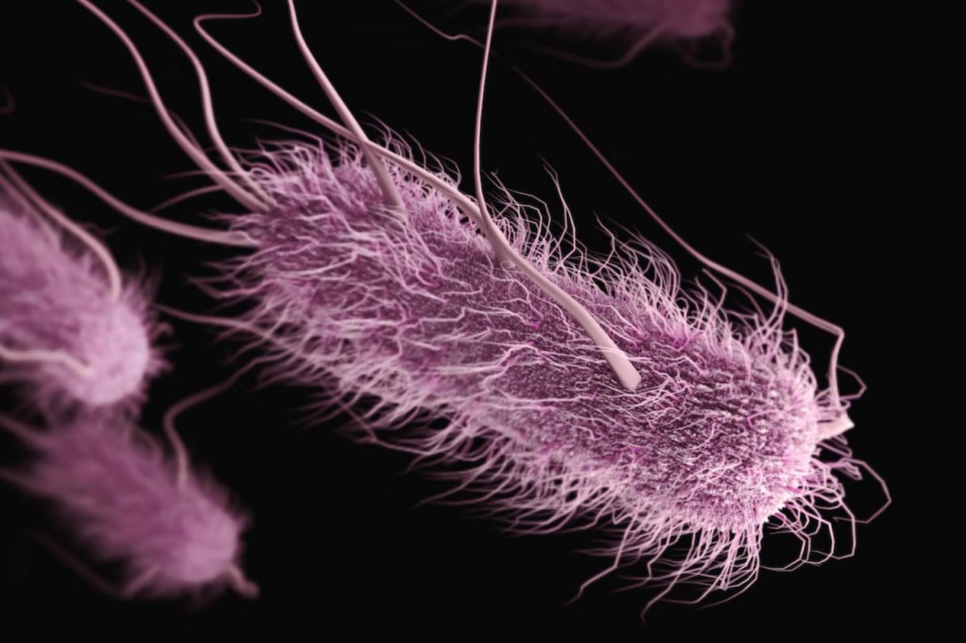 Une vue d'artiste d'une bactérie
