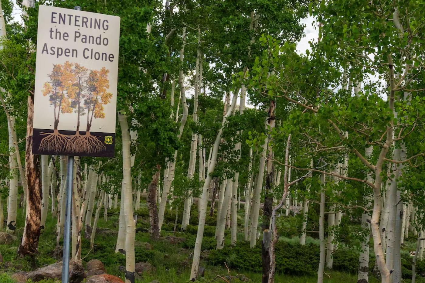 Un panneau devant Pando