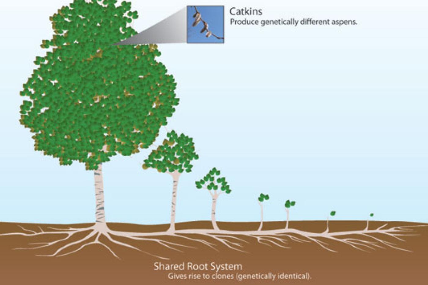 le système racinaire de pando, une colonie d'arbres clones
