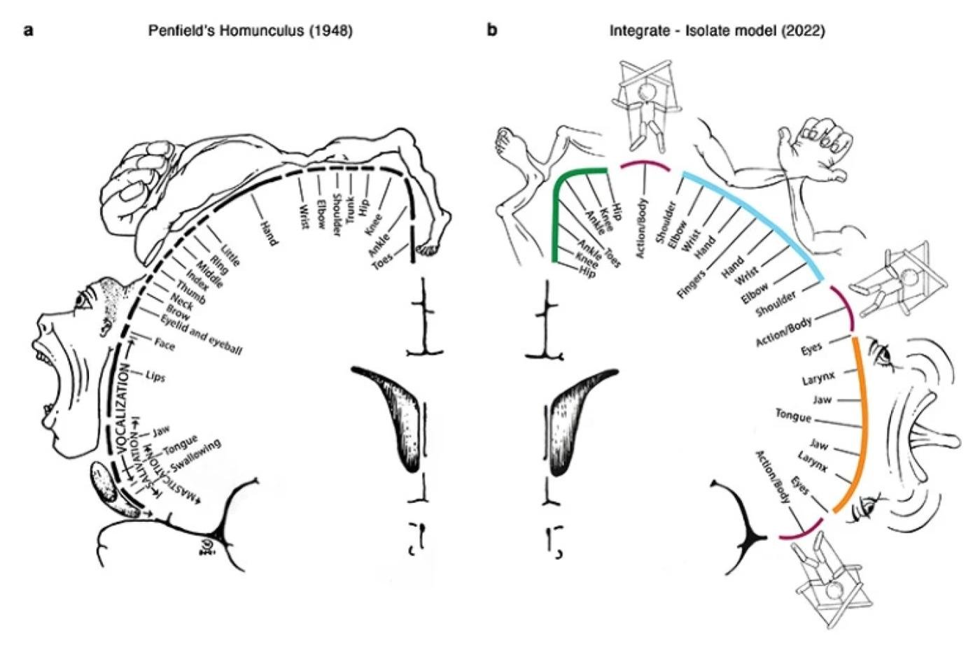 Le schéma original de l'homonculus de Penfield et la nouvelle version