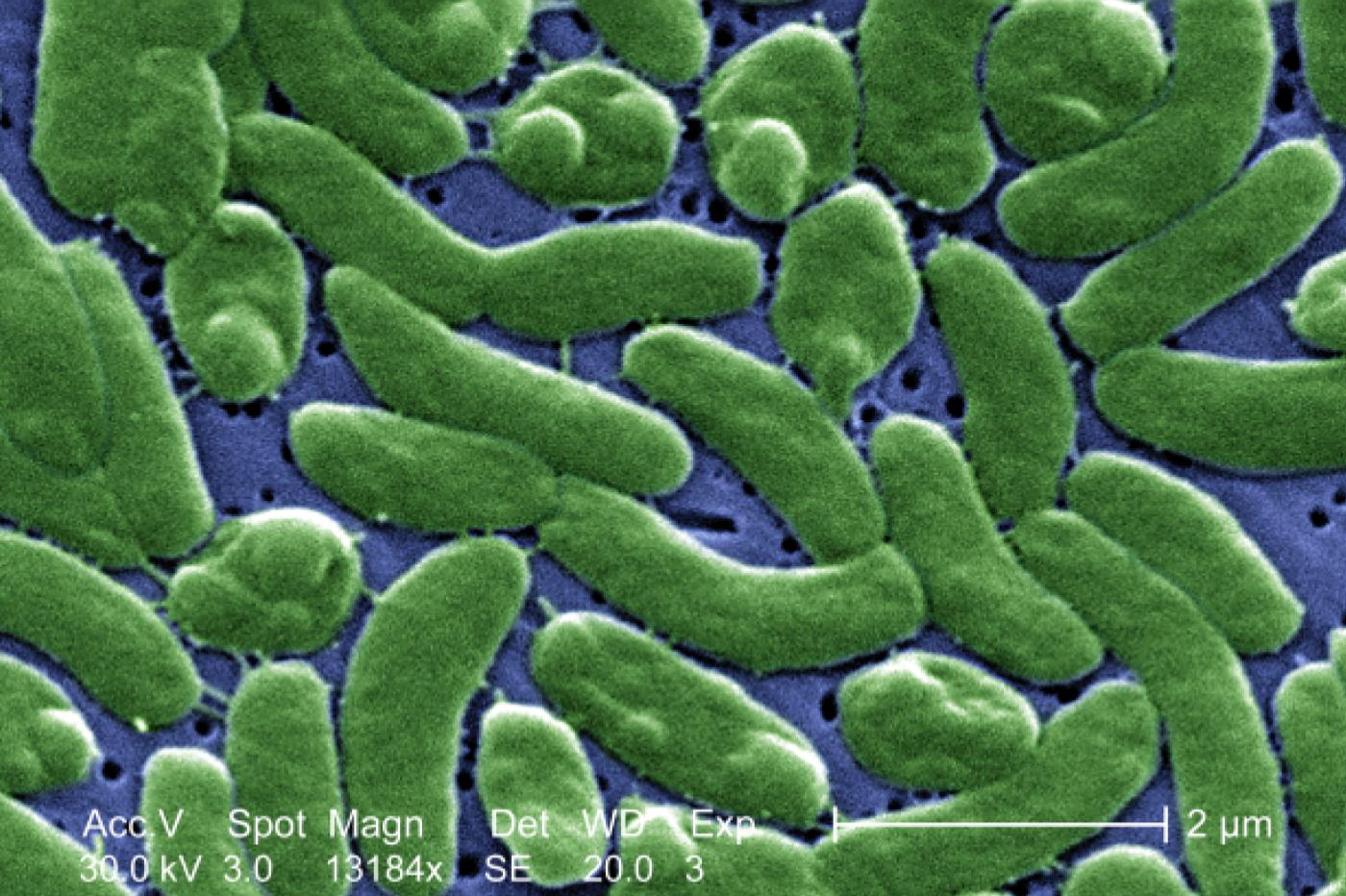 la bactérie Vibrio vulnificus