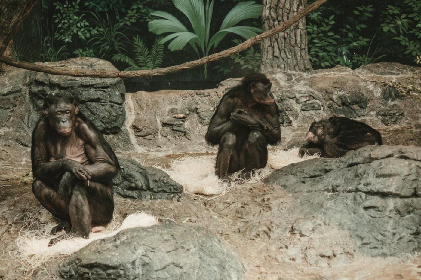 Une famille de bonobos au zoo de Cincinnati