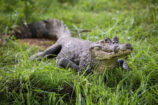 crocodile-158x105.jpg