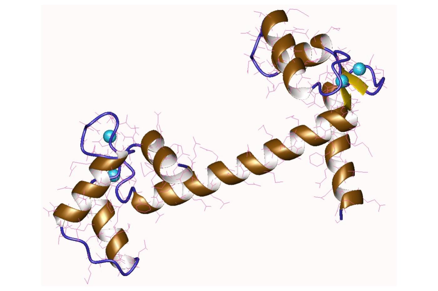 La structure d'une calmoduline