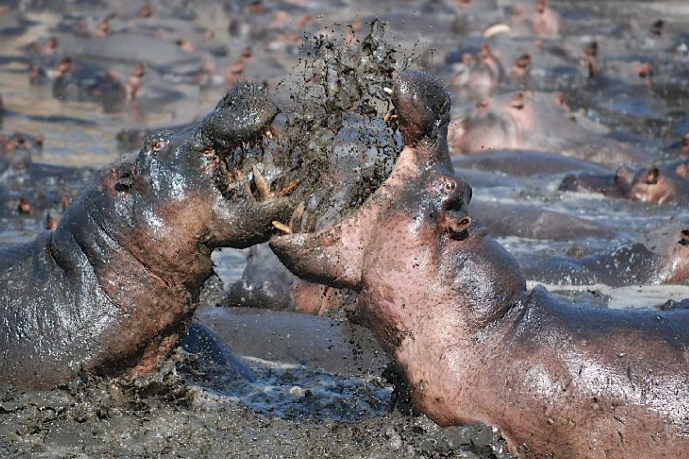 Deux hippopotames mâles en train de s'affronter. 