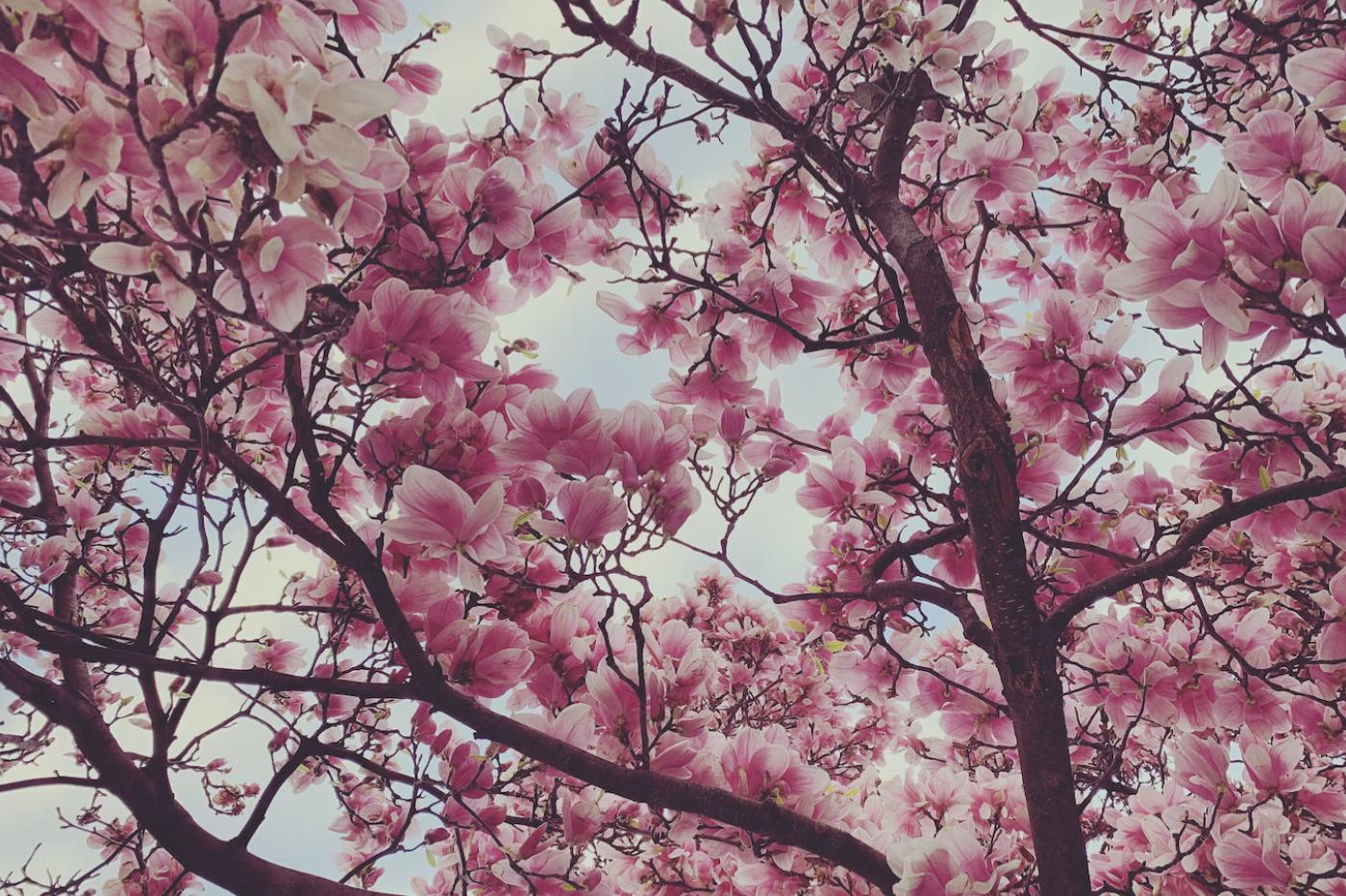 Une photo d'un magnolia en fleur