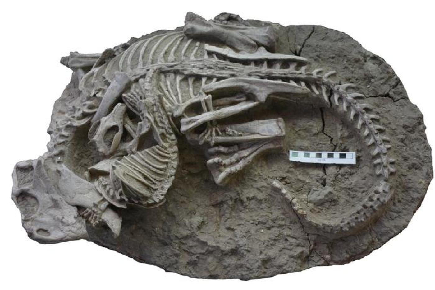 un fossile d'une attaque de Repenomamus sur un Psittacosaurus