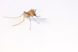 Le changement climatique, un allié inattendu des moustiques et de la malaria