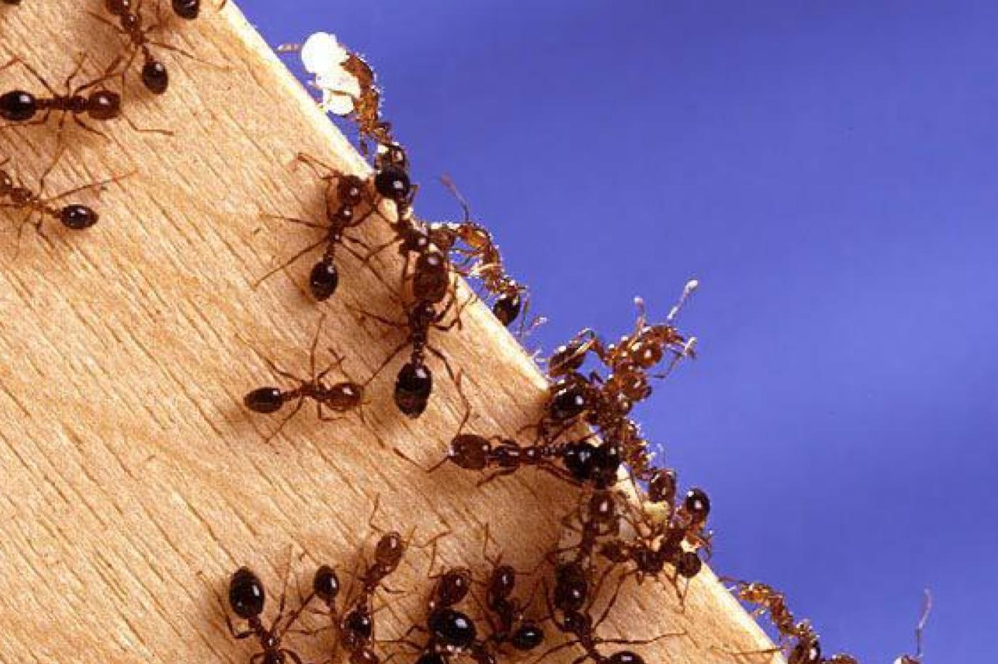Des fourmis de feu