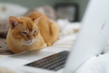 Le chat saute sur le clavier et provoque une panne des serveurs