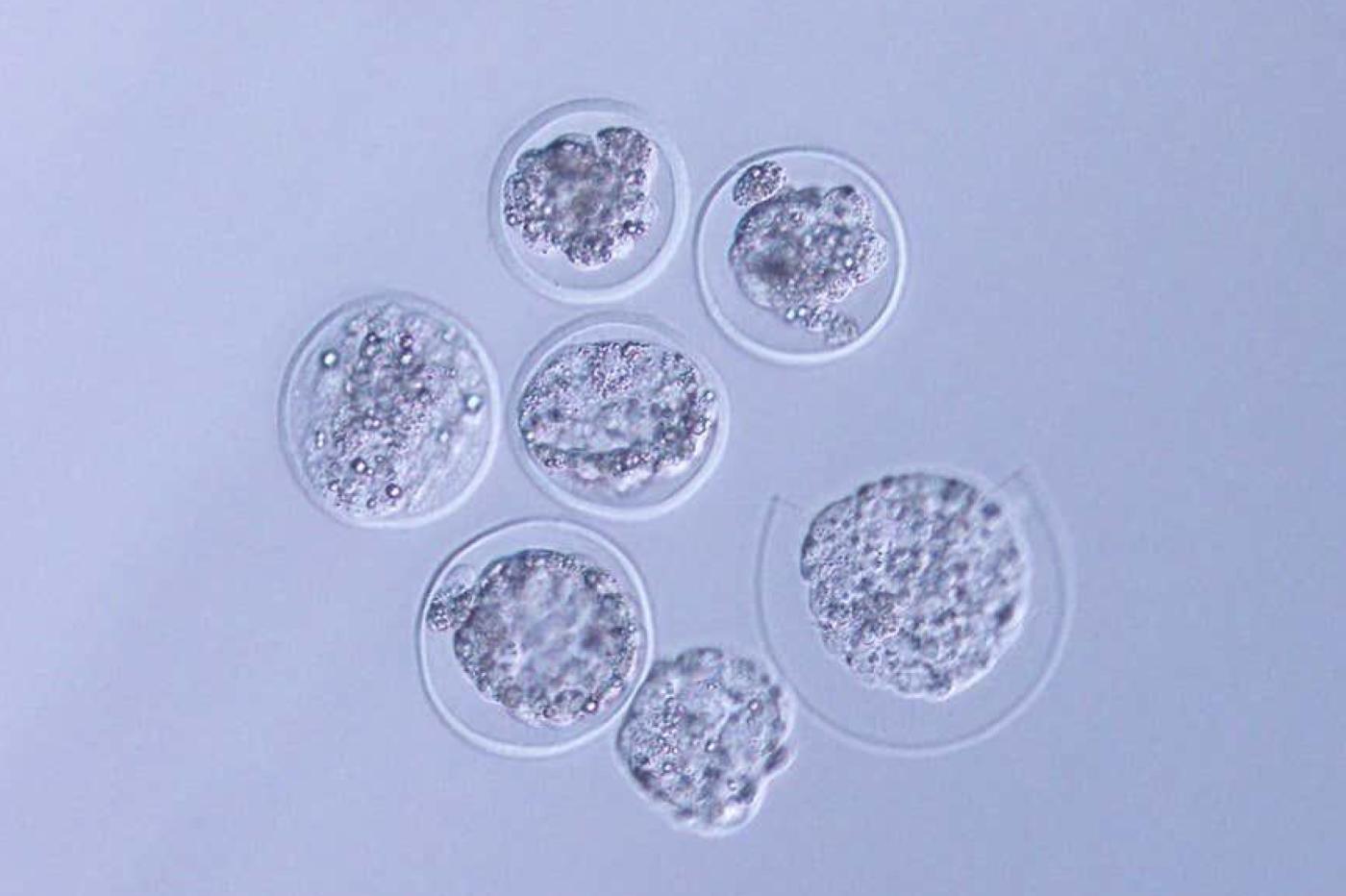 Des embryons de souris vus au microscope à leur retour de l'ISS