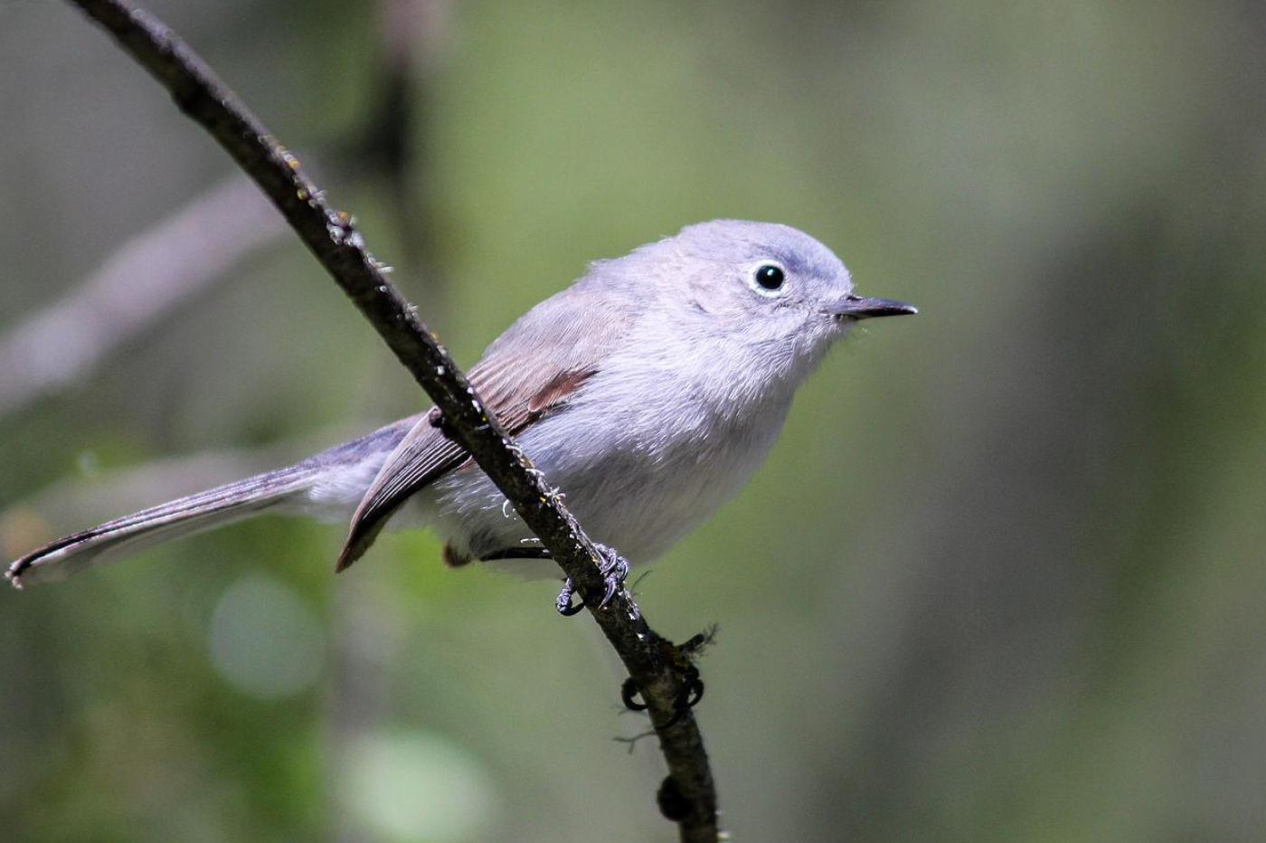 Le gobemoucheron gris-bleu