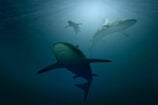 requin-ocean-animaux-158x105.jpg