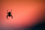 Le venin de cette araignée au secours des pannes d’érection