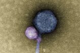 Ces deux virus sont attachés l’un à l’autre, et c’est une première
